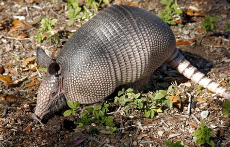 Armadillos spreading leprosy in Florida, officials warn - CBS News