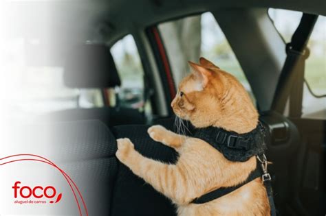 Transporte De Animais Veja Os Principais Cuidados O Pet No Carro