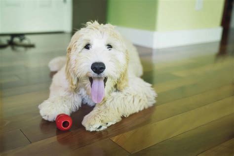 Labradoodle: Smart, friendly, athletic dogs that make great family pets