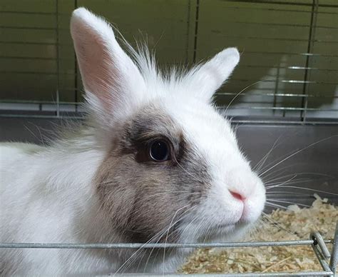 Adoption De Alto Cac Ind Finie Lapin Nain B Lier R Gion Le De France