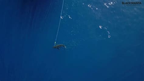 Great White Shark Drone Footage Youtube