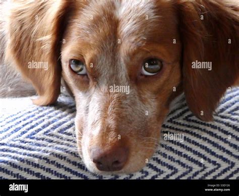 Puppy dog eyes Stock Photo - Alamy