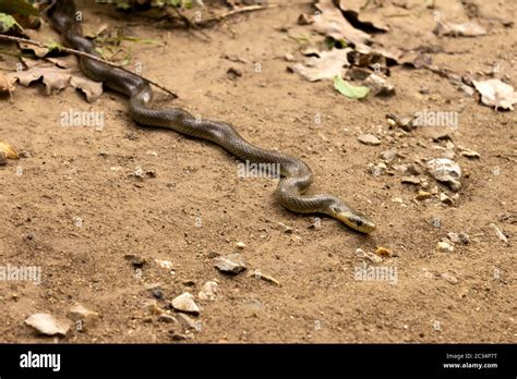 Natricine Water Snake Hi Res Stock Photography And Images Alamy