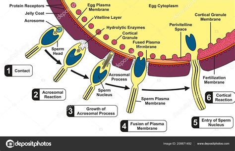 Diagrams Of Sperm And Egg Telegraph