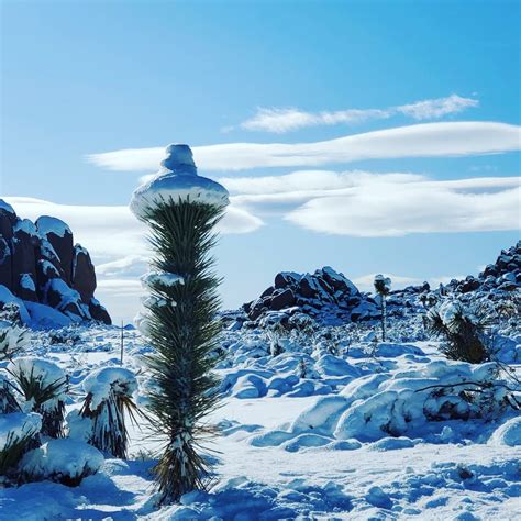snowy joshua tree national park ocx rearthporn