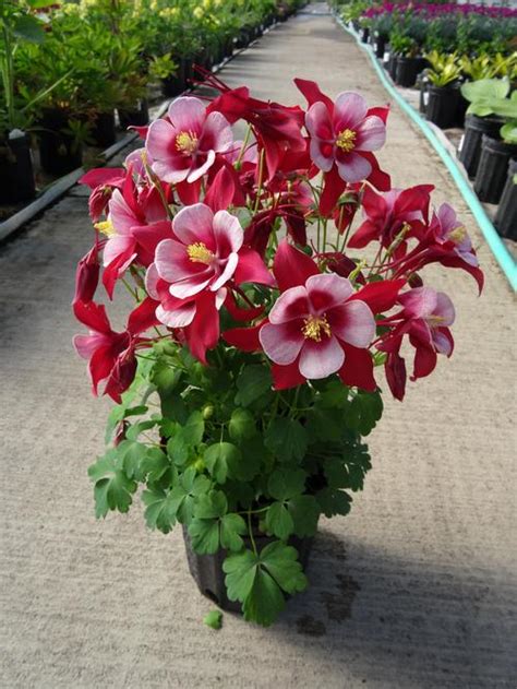 Columbine Aquilegia Songbird Cardinal From Growing Colors