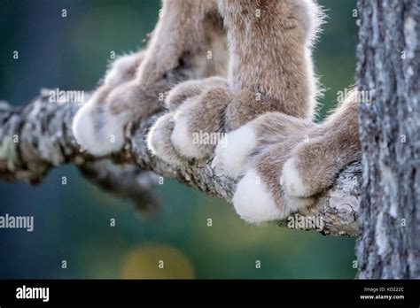 Canadian Lynx High Resolution Stock Photography And Images Alamy