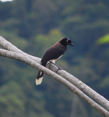 Subspecies Cyanocorax Affinis Affinis INaturalist United Kingdom