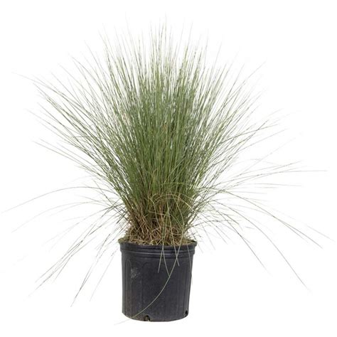 Vigoro 3 Gal Pink Muhly Grass Live Plant 41433 The Home Depot