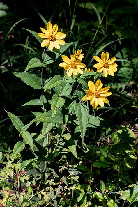 Woodland Sunflower Helianthus Divaricatus L Whats Blooming Now