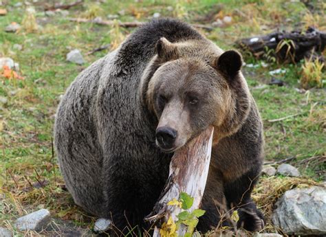 Bears Ready for Hibernation | Grouse Mountain - The Peak of Vancouver