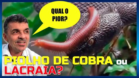 Diferença Entre Lacraia E Piolho De Cobra - PIOLHO DE COBRA OU LACRAIA: QUAL O PIOR? - YouTube