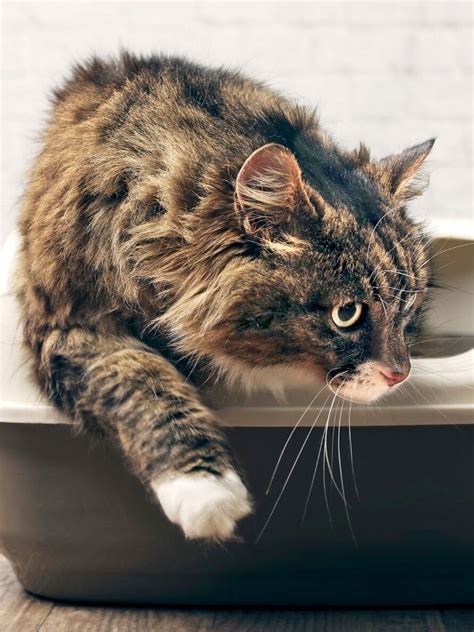 Descubre el sorprendente significado de soñar con popo de gato