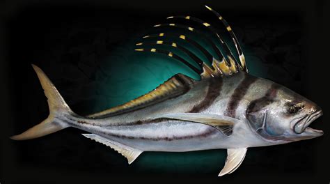 Roosterfish Fish replicas by Marine Creations Taxidermy