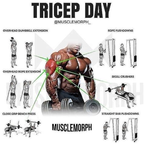 All Fitness On Instagram Tricep Day Workout For More Content