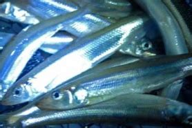 Smelt runs on lakes Michigan and Superior | Fishing Wisconsin ...