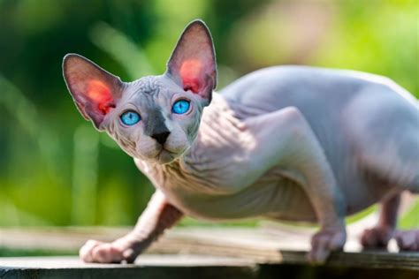 13 Sphynx Cat Breeders - The Best Of The Best