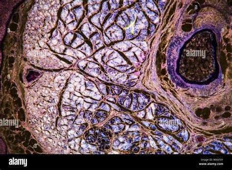 Tejido Nervioso Al Microscopio 100x Fotografía De Stock Alamy