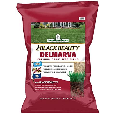 10 Best Tall Fescue Grass Seed For Virginia In 2023 The Wrench Finder