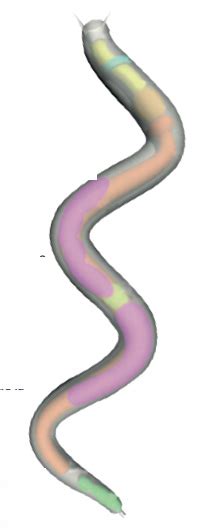 Procesos Parasitarios Emergentes En Sistemas Alternativos AviNews La