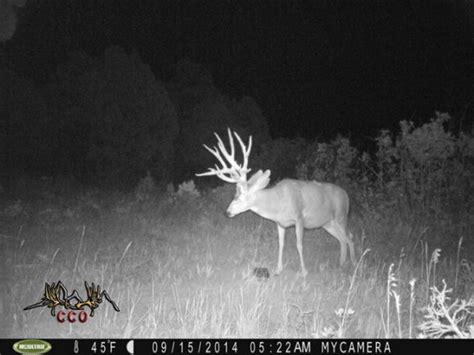 Awesome mule deer caught on trail camera | goHUNT