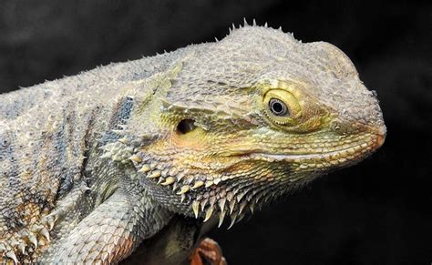 Élever un dragon barbu ou Pogona en terrarium conseils et bonnes