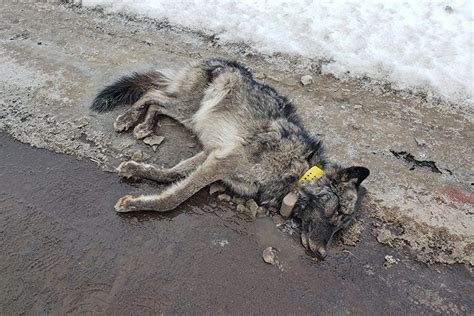 Wolf Found Dead In Wallowa County Likely Struck By Vehicle Northeast