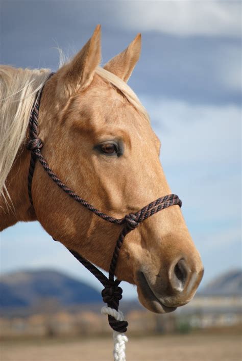 #200 Series Halter | Double Diamond Halter Company