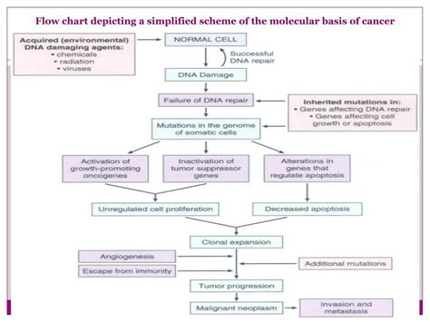 Ppt Molecular And Cellular Biology Of Cancer Powerpoint Presentation