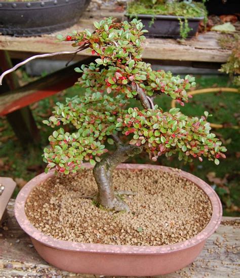 Cotoneaster bonsai by johnbaz on DeviantArt