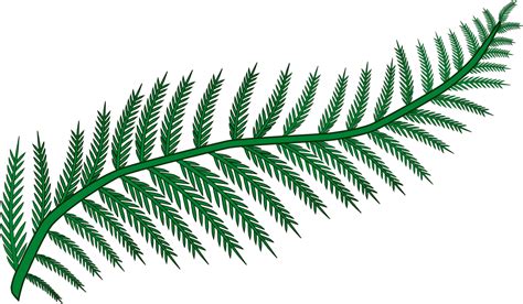 Fern Frond Plants Leaf Vascular Plant Transparent Background Fern