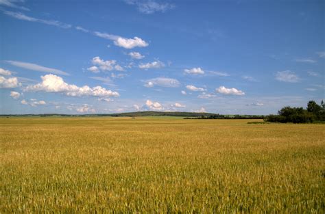 Northern Alberta Wheat Field Explored Blue Trail Photography Flickr