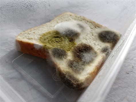 Penicillium Fungi On Bread