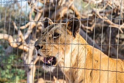 Visiting Decan wildlife refuge in Djibouti | Atlas & Boots