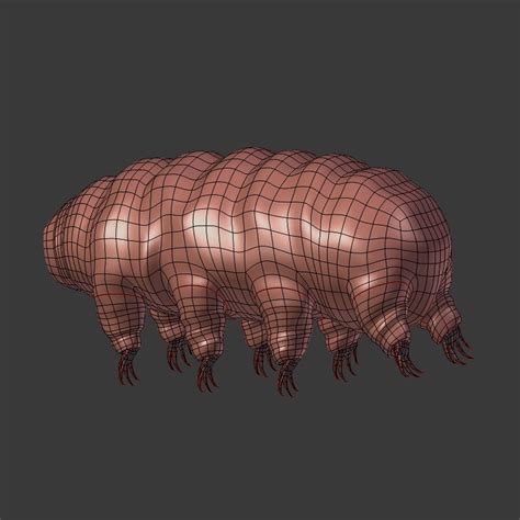 Tardigrade anatomy model - TurboSquid 1383792