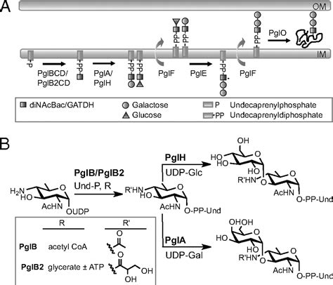 Genetic And Molecular Analyses Reveal An Evolutionary Trajectory For