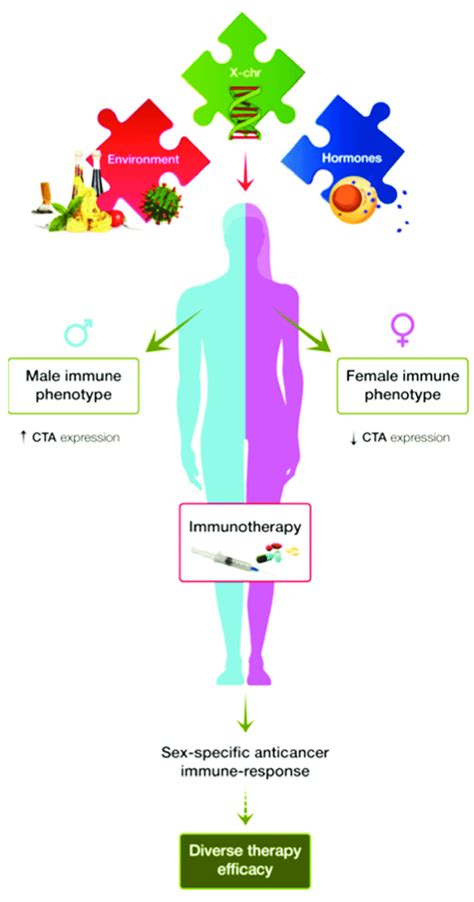 Influence Of Sex Immune Phenotype On Anticancer Response To Download Scientific Diagram