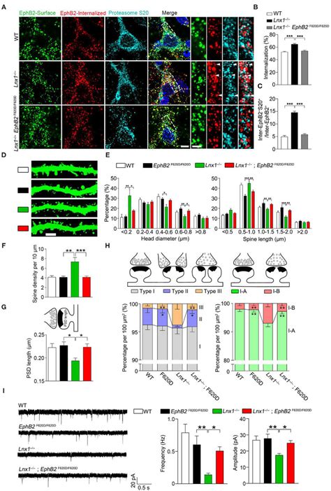 Ephb Kinase Activation Promotes Synaptogenesis A Internalization