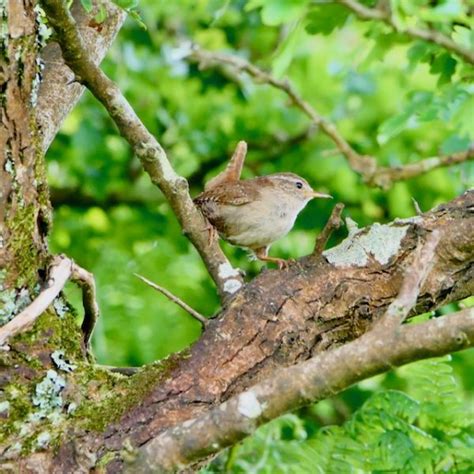 Wednesday 19th June 2024 Cornwall Birds CBWPS