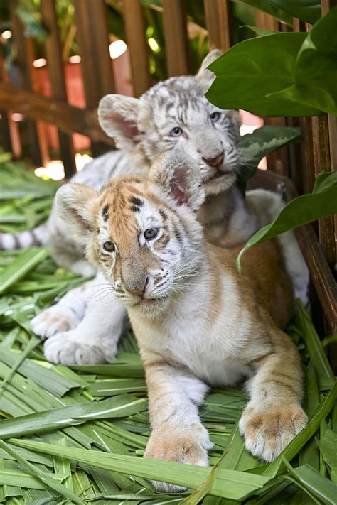 Newborn white tiger cubs make debut in Guangzhou - CGTN