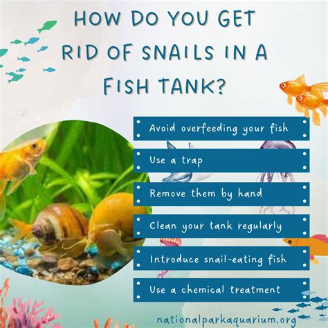 How To Get Rid Of Snails In My Fish Tank Informacionpublica Svet Gob Gt