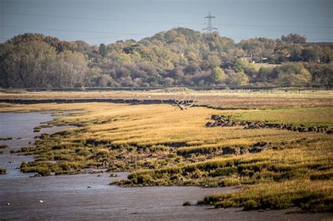 22nd October 2022 – Severn Estuary – Martin's Bird Blog & Nature Photos