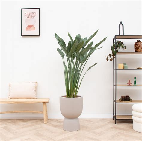 Combi deal Strelitzia Reginae inclusief elho Pure Coupe Ø41 190 cm