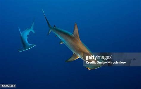 443 Golden Shark Stock Photos, High-Res Pictures, and Images - Getty Images