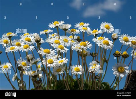 Daisies Bellis Perennis Stock Photo Alamy