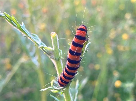 Cinnabar Moth Caterpillar By Evets63 On Deviantart