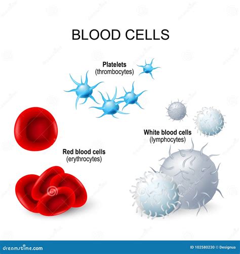 Red Blood Cells And Platelets