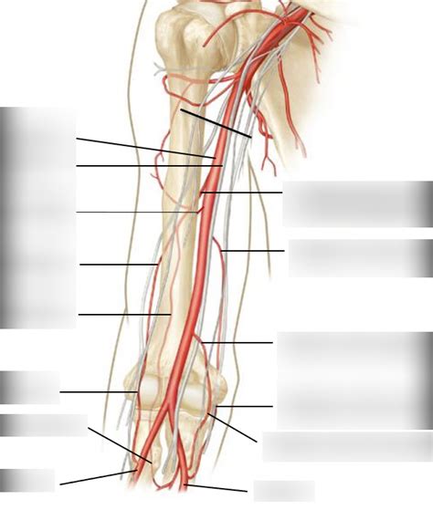 Brachial Artery And Anastomoses Around Elbow Diagram Quizlet