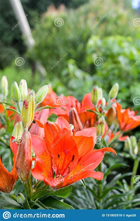 Beautiful Lily Flowers On Green Background Stock Photo Image Of