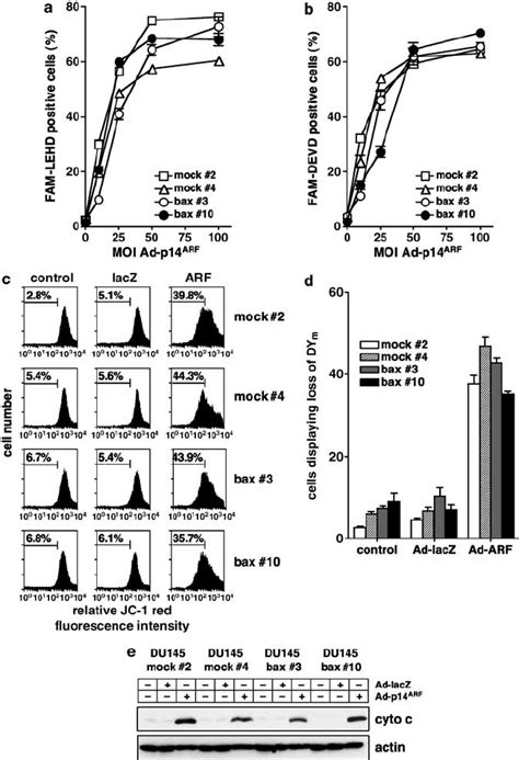 P Arf Induced Activation Of Mitochondria Is Independent Of Bax